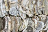 Lot - to Petrified Wood Slices - Pieces #83294-2